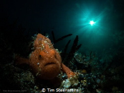 Small Frogfish taking a stroll. by Tim Steenssens 